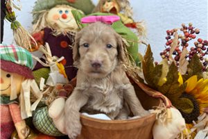Laurel - puppy for sale