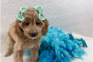 Lauren - Cockapoo for sale