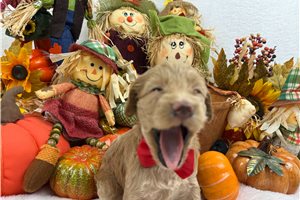 Legend - Cockapoo for sale