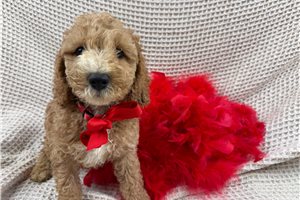 Legend - Cockapoo for sale