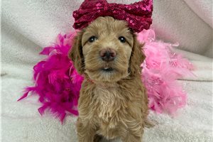 Laurel - Cockapoo for sale