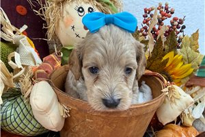 Lauren - puppy for sale
