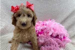 Laurel - Cockapoo for sale