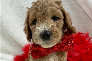 Legend - Cockapoo for sale