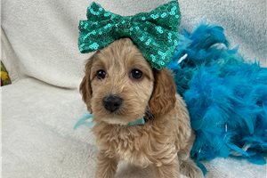 Lauren - Cockapoo for sale