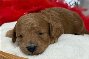 Otto - puppy for sale