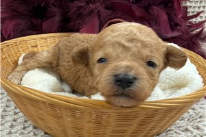 Olivia - Malti Poo - Maltipoo for sale