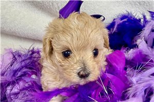 Quinn - Malti Poo - Maltipoo for sale