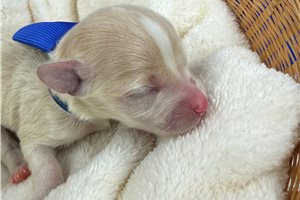 Trevor - puppy for sale