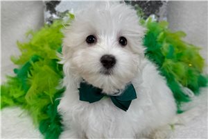 Maguire - Malti Poo - Maltipoo for sale