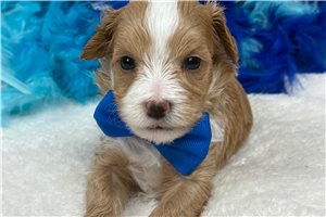 Noland - Malti Poo - Maltipoo for sale