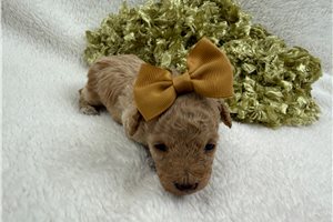 Ophelia - Maltipoo for sale