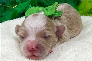 Nigel - Malti Poo - Maltipoo for sale