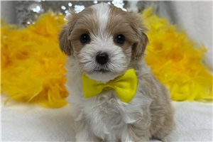 Nathan - Malti Poo - Maltipoo for sale