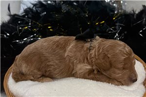 Oliver - Malti Poo - Maltipoo for sale