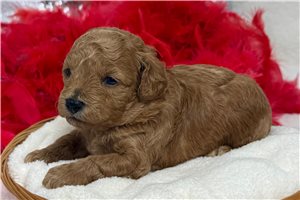 Otto - Malti Poo - Maltipoo for sale