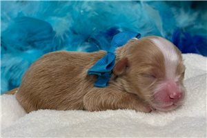 Noland - Malti Poo - Maltipoo for sale