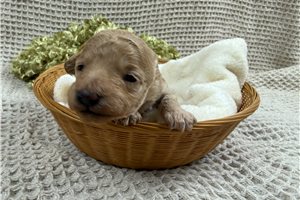 Ophelia - puppy for sale