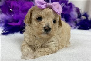 Quinn - Malti Poo - Maltipoo for sale