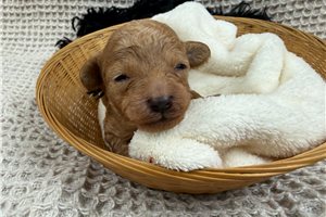 Onyx - puppy for sale