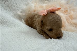 Orchid - Maltipoo for sale
