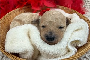 Olson - puppy for sale