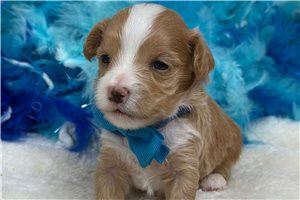 Noland - Malti Poo - Maltipoo for sale
