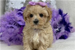Quinn - Malti Poo - Maltipoo for sale