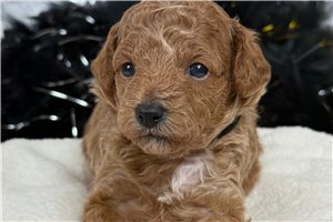 Oliver - Malti Poo - Maltipoo for sale