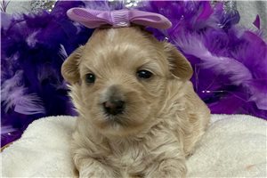 Quinn - Malti Poo - Maltipoo for sale