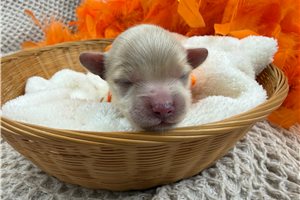 Tyler - puppy for sale