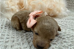 Orchid - puppy for sale