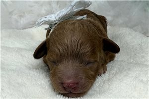 Omar - Malti Poo - Maltipoo for sale