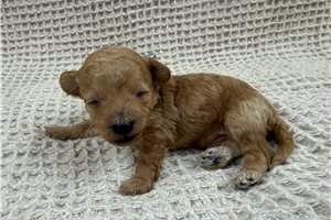 Odie - puppy for sale