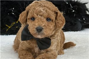 Oliver - Malti Poo - Maltipoo for sale