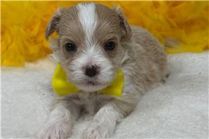 Nathan - Malti Poo - Maltipoo for sale