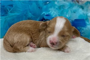 Noland - Malti Poo - Maltipoo for sale