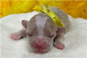 Nathan - Malti Poo - Maltipoo for sale