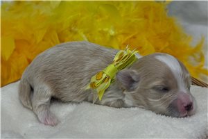 Nathan - Malti Poo - Maltipoo for sale