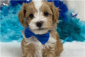 Noland - Malti Poo - Maltipoo for sale