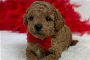 Otto - puppy for sale