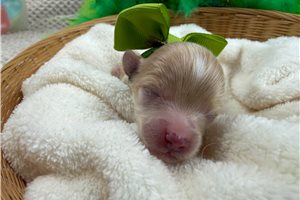 Trent - puppy for sale