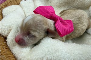 Tina - puppy for sale