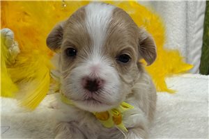 Nathan - Malti Poo - Maltipoo for sale