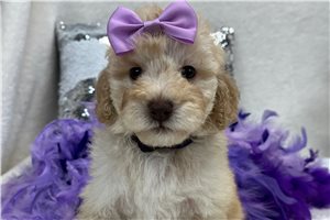 Harper - Bernedoodle, Mini for sale