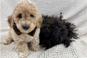 Holden - Mini Bernedoodle for sale