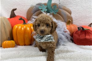 Hook - Mini Bernedoodle for sale