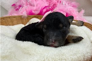 Mallory - Mini Bernedoodle for sale