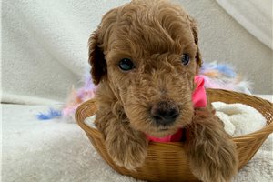 Heathcliff - Mini Bernedoodle for sale