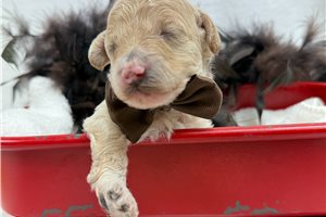 Holden - Bernedoodle, Mini for sale
